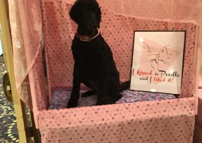 2016 Mardi Gras Pet Expo - Poodle Booth